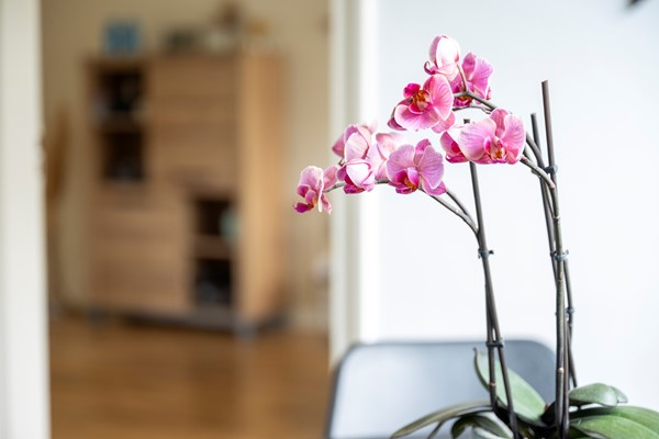 Medium property photo - De Warren 15, 8701 GW Bolsward